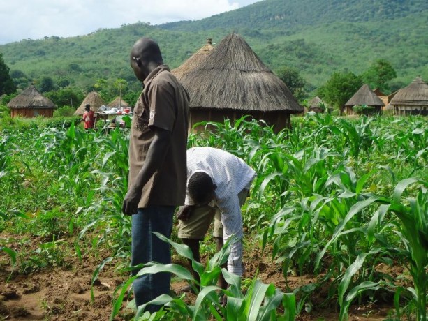 Consultancy Services for farm