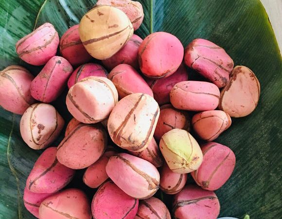 kolanut