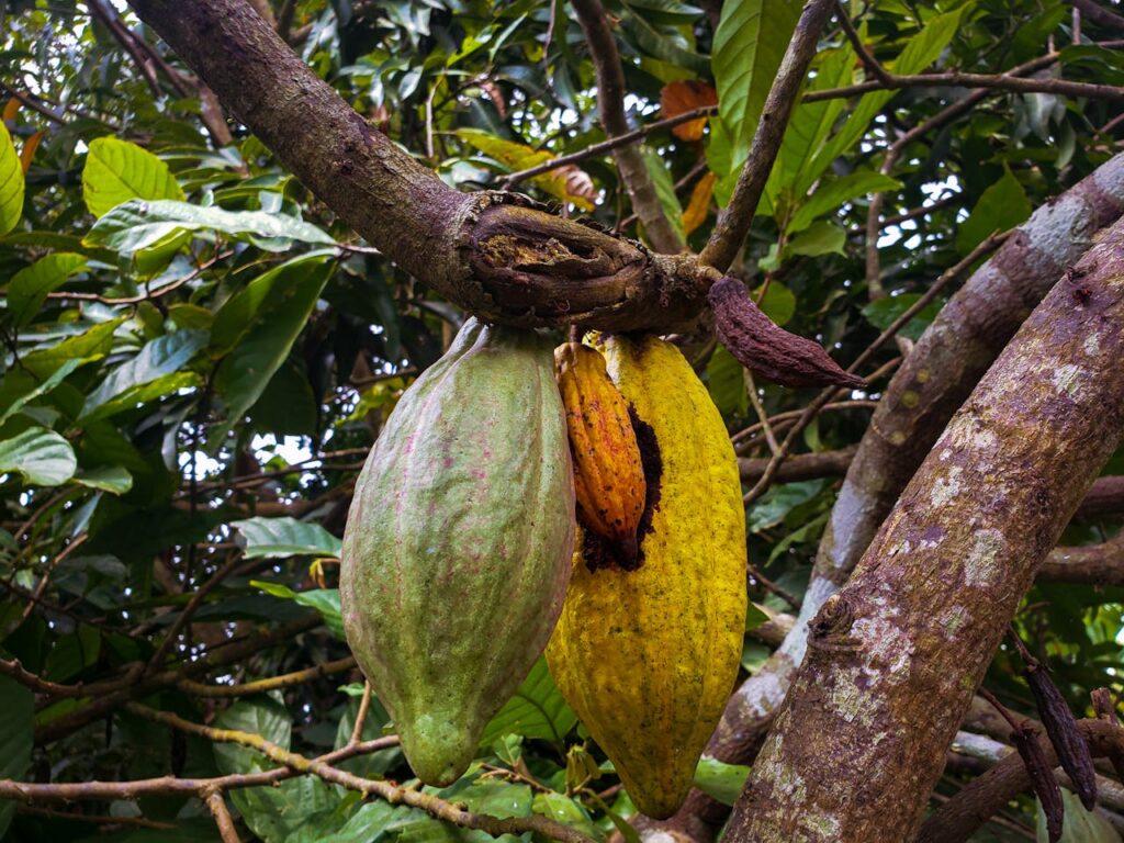 Cacao Tree Fruit Pod Hanging from the Branch